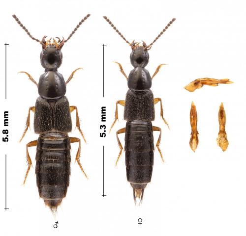 Philonthus quisquiliarius